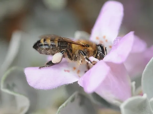 HONEY BEE, packed with pollen, nectars flowers in the UC Davis Arboretum. (Photo by Kathy Keatley)
