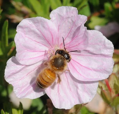 PRETTY IN PINK--A honey bee in the UC Davis Arboretum. (Photo by Kathy Keatley Garvey)