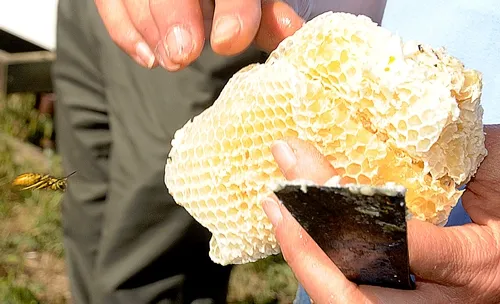 GOLDEN BULLET--really a queen yellowjacket--(see far left) heads for a honeycomb held by bee breeder-geneticist Susan Cobey, manager of the Harry H. Laidlaw Jr. Honey Bee Research Facility at UC Davis. Beekeepers know that when they open a hive, a predatory yellowjacket with a voracious appetite for honey and bees may be in the vicinity. (Photo by Kathy Keatley Garvey)