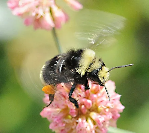 POLLEN-PACKING bumble bee (Bombus vosnesenskii), the most common California bumble bee, buzzes a flower in the Storer Gardens, UC Davis Arboretum. This photo was taken July 13, 2008. (Photo by Kathy Keatley Garvey)