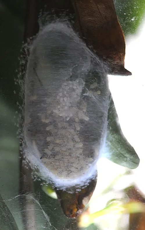 SPIDER COCOON outside the window of John Emery's San Francisco office. (Photo courtesy of John Emery)