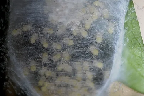 CLOSE-UP of the spider cocoon outside John Emery's San Francisco office window. "They're probably yellow sac spiders," said Lynn Kimsey, professor and chair of the UC Davis Department of Entomology and director of the Bohart Museum of Entomology. (Photo by John Emery)