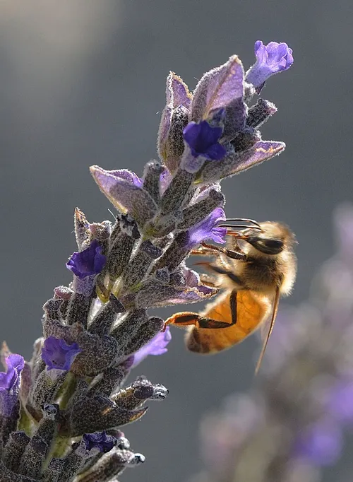 THE HONEY BEE (Apis mellifera) is a cause for celebration during National Pollinator Week, June 22-28. This honey bee is nectaring sage. (Photo by Kathy Keatley Garvey)