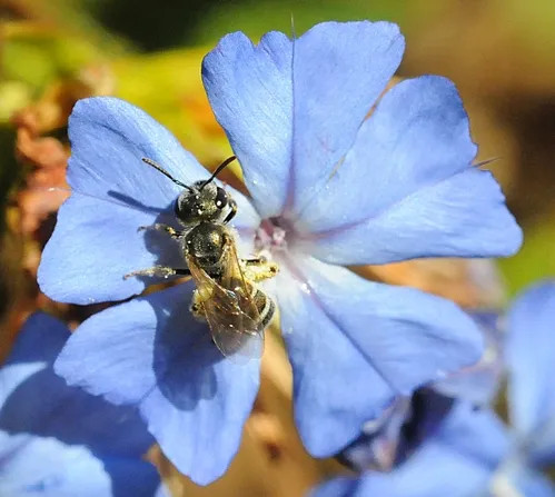 THIS INSECT is a female sweat bee, Halictus tripartitus. It is sometimes mistaken for a honey bee. The sweat bee, however, is a native, and the common honey bee or Western honey bee, is not. (Photo by Kathy Keatley Garvey)
