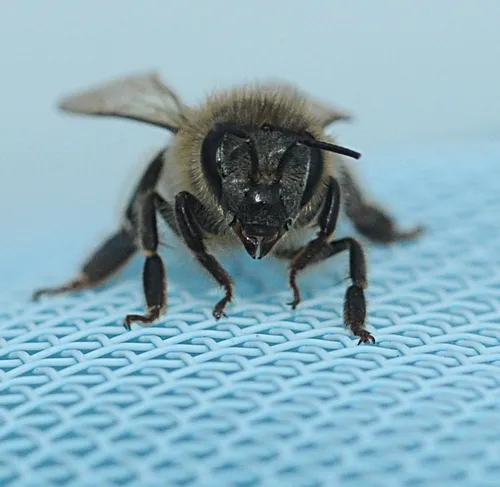 LET ME BEE. Front view of a water-logged honey bee. After falling in the pool and being fished out, this honey bee spent the night on the net before flying off in the morning. (Photo by Kathy Keatley Garvey)