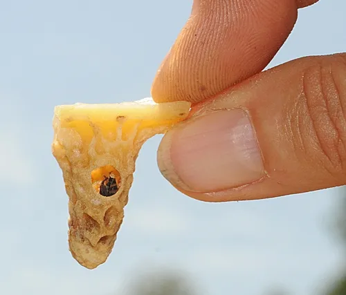 HOLE in the queen cell indicates that the worker bees went in and destroyed the yet-to-be-born queen. The first queen to emerge makes a mark on the shell to indicate that the worker bees are to destroy it. (Photo by Kathy Keatley Garvey)