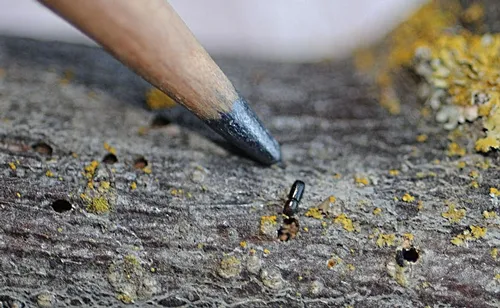 WALNUT TWIG BEETLE is smaller than a grain of rice. (Photo by Kathy Keatley Garvey)