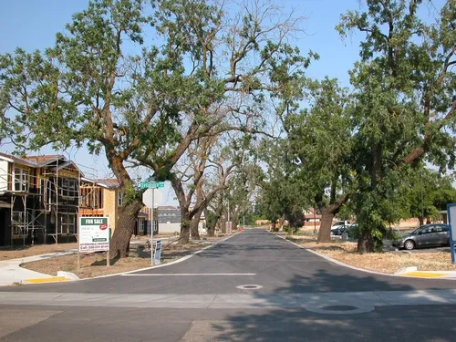 DYING walnut trees in Davis, Calif., the result of "The Thousand Cankers Disease," caused by a tiny walnut twig beetle in association with an unknown fungus in the genus Geosmithia. (Photo by Steve Seybold)