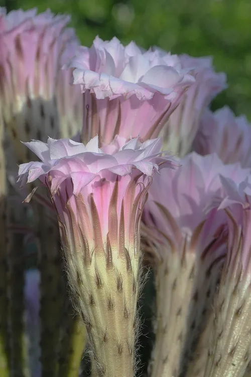 PINK BLOSSOMS of this cactus, Echinopsis, rise majestically, but if you look closely, this plant has company. It harbors plant bugs (see photos below). (Photo by Kathy Keatley Garvey)