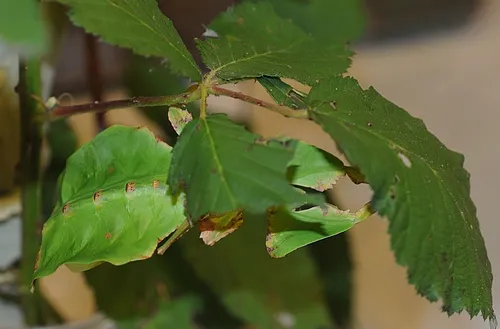 FIND THE INSECT. Yes, there's an insect in this photo. Under the top blackberry leaf is a "walking leaf" (lighter green). Walking leaves are a big attraction at the Bohart Museum of Entomology. (Photo by Kathy Keatley Garvey)