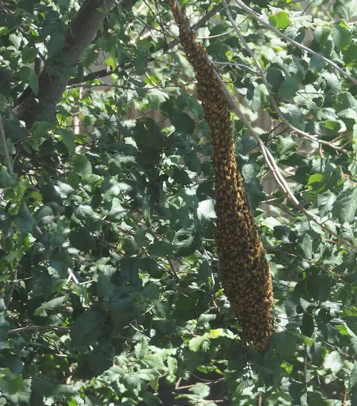 BEE SWARM on a limb near Briggs Hall, home of the UC Davis Department of Entomology. This telephoto was taken from the third floor of Briggs. (Photo by Kathy Keatley Garvey)