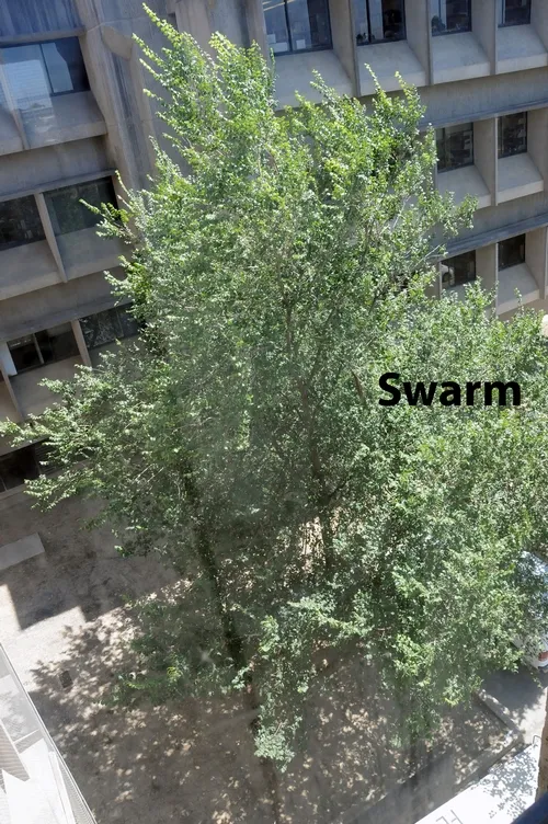 BEE TREE at Briggs. To the left of the lettering, "Swarm," is the pencil-shaped bee swarm. (Photo by Kathy Keatley Garvey)