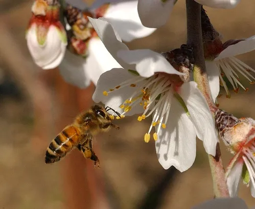 POLLEN-PACKING BEE heads for an almond blossom. This is one of the photos appearing on Cooperative Extension's newly launched Bee Health Web site. (Photo by Kathy Keatley Garvey)