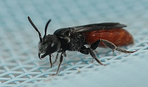 THIS GNAT-SIZED insect with a red abdomen is a female cuckoo sweat bee from the genus Sphecodes. Fished out of a swimming pool, it is crawling around on a net. (Photo by Kathy Keatley Garvey)