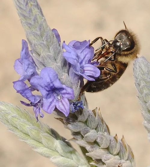 CAUGHT IN THE ACT of nectaring lavender, a honey bee extends her tongue into the floral spikes. Lavender, a bee favorite, will be among the plants at the Haagen-Dazs Honey Bee Haven, scheduled to open Oct. 16. (Photo by Kathy Keatley Garvey)