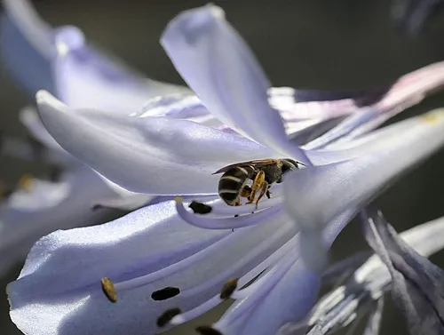 NATIVE BEE, a sweat bee (Halictus ligatus) nectars Agapanthus. This is a ground-nesting bee. (Photo by Kathy Keatley Garvey)