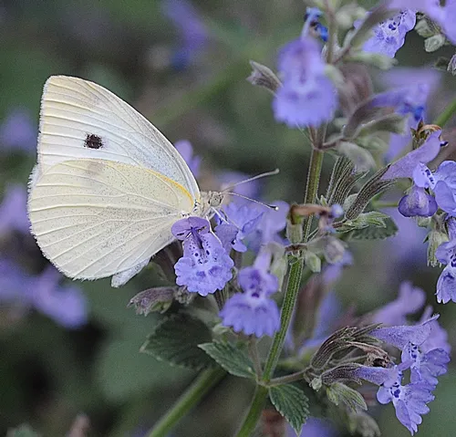 CABBAGE WHITE BUTTERFLY(Pieris rapae) nectars catmint. (Photo by Kathy Keatley Garvey)