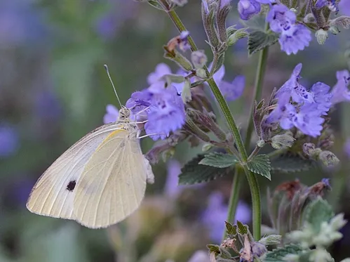 THIS CLOSE-UP shows the cabbage white butterfly, aka Lady in White, sipping nectar from catmint. (Photo by Kathy Keatley Garvey)