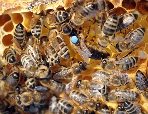 RETINUE--It's easy to tell which bees are the queen's retinue or royal attendants. They're NOT the ones--bottoms up--cleaning the cells. (Photo by Kathy Keatley Garvey)