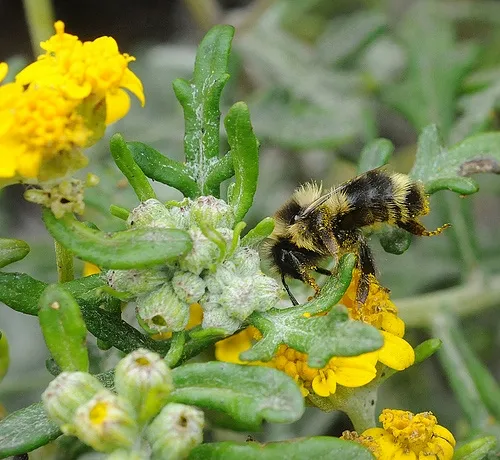 BUMBLE BEE (Bombus bifarious) nectaring coastal goldfields at Bodega Bay. This species is the second most common bumble bee species at Bodega Bay. This is a worker or female. (Photo by Kathy Keatley Garvey)