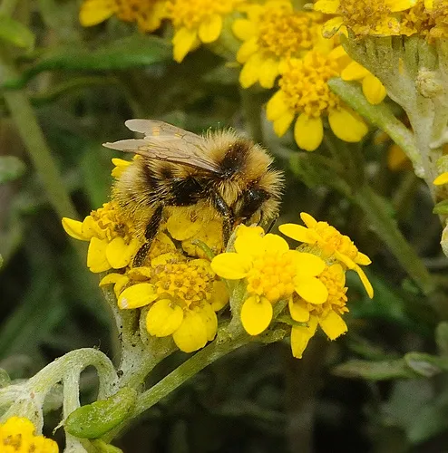 MALE BUMBLE BEE, a Bombus bifarius, nectaring coastal goldfields at Bodega Bay. (Photo by Kathy Keatley Garvey)