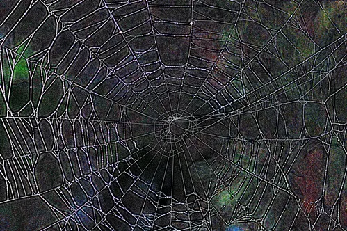 SPIDER ART is a combination of delicacy and strength. (Photo by Kathy Keatley Garvey)