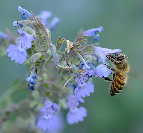 WITH POLLEN crowning her head, a honey bee nectars catmint. It's a bee favorite and a people favorite.(Photo by Kathy Keatley Garvey)
