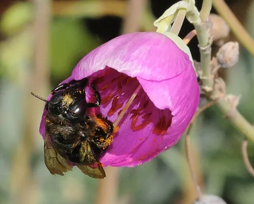 POLLEN-COVERED carpenter bee takes ownership of a rock purslane. (Photo by Kathy Keatley Garvey)