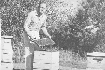 GENETICIST Harry H. Laidlaw Jr. (1907-2003) tends his hives. He served as a member of the UC Davis Department of Entomology faculty from 1947 to 1974. He published his last scientific paper at age 87 and his last book at 90.