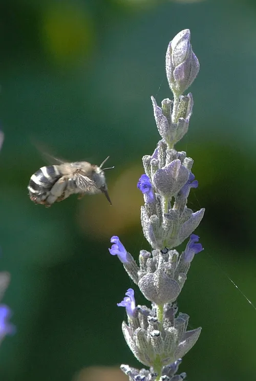 WITH TONGUE EXTENDED, Anthophora urbana heads for lavender. It's known as a rapid forager. (Photo by Kathy Keatley Garvey)