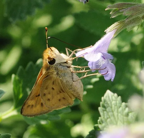 FIERY SKIPPER (Hylephila phyleus) nectaring catmint. (Photo by Kathy Keatley Garvey)