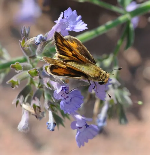 FIGHTER JET--The fiery skipper in a fighter-jet position. (Photo by Kathy Keatley Garvey)