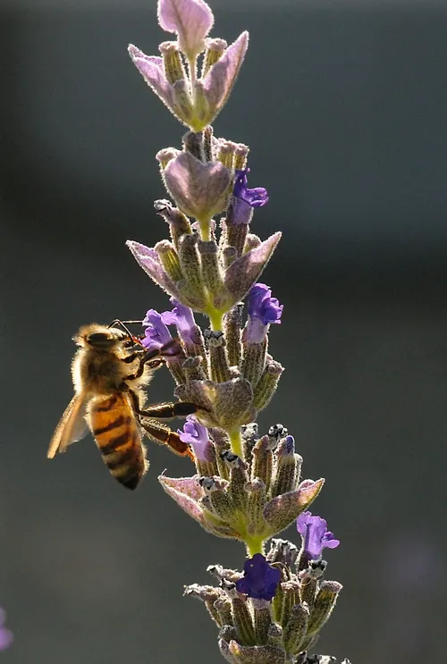 HONEY BEES are nectaring outside the Western Apicultural Society conference in Healdsburg. The key subject at the conference: bee health. (Photo by Kathy Keatley Garvey)
