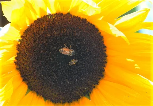 TWO ON A SUNFLOWER--A honey bee (Apis mellifera) and a female sweat bee (Halictus ligatus) share a sunflower. (Photo by Kathy Keatley Garvey)