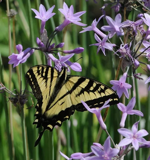 A MALE Western Tiger Swallowtail (Papilio rutullus) glides into a patch of ookow or wild hyacinth. (Photo by Kathy Keatley Garvey)