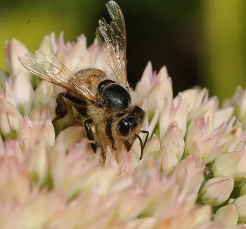 HONEY BEE pokes around in Autumn Joy sedum, currently a tight cluster of broccoli-like buds. (Photo by Kathy Keatley Garvey)