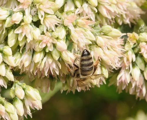 BOTTOMS UP--This is a typical photo of honey bees in Autumn Joy sedum, a bee friendly plant. (Photo by Kathy Keatley Garvey)
