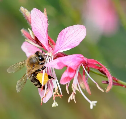 POLLEN-PACKING honey bee nectaring gaura. (Photo by Kathy Keatley Garvey)