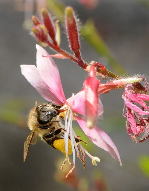 SIP, SIP, SIPPING AWAY--A honey bee nectaring gaura. (Photo by Kathy Keatley Garvey)