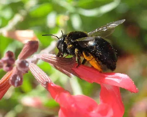 CARPENTER BEE (Xylocopa tabaniformis orpifex) robs nectar from a salvia (sage) by slitting the corolla. A carpenter bee is too big to enter the tubelike blossom. (Photo by Kathy Keatley Garvey)