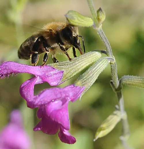 A HONEY BEE sips nectar from a corolla pierced by a carpenter bee. (Photo by Kathy Keatley Garvey)