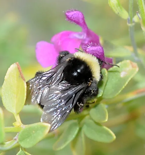 BOTTOMS UP--TRANSPARENT WINGS of a bumble bee, Bombus californicus, glow in the early morning sun. (Photo by Kathy Keatley Garvey)