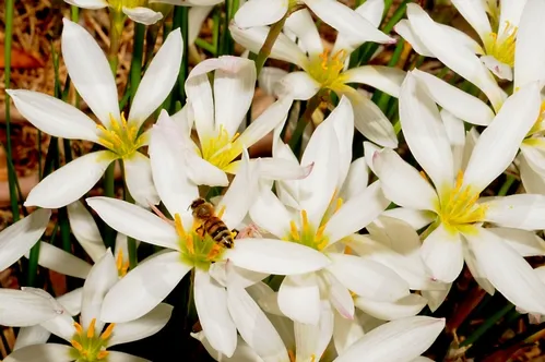 HONEY BEE, packing pollen, heads into a patch of Argentine rain lilies (Zephyranthes candida) in the White Garden, UC Davis Arboretum. (Photo by Kathy Keatley Garvey)