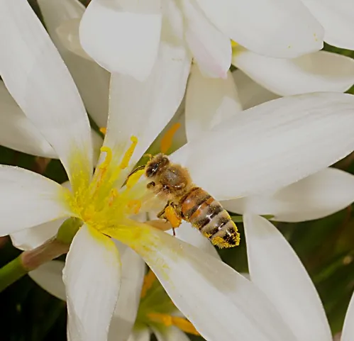 POLLEN-PACKING honey bee glides into an Argentine rain lily (Zephyranthes candida) in the White Garden, UC Davis Arboretum. (Photo by Kathy Keatley Garvey)