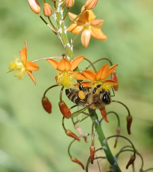 A HONEY BEE nectars a dwarf tangerine bulbine (Bulbine frutescens) in the UC Davis Arboretum. (Photo by Kathy Keatley Garvey)