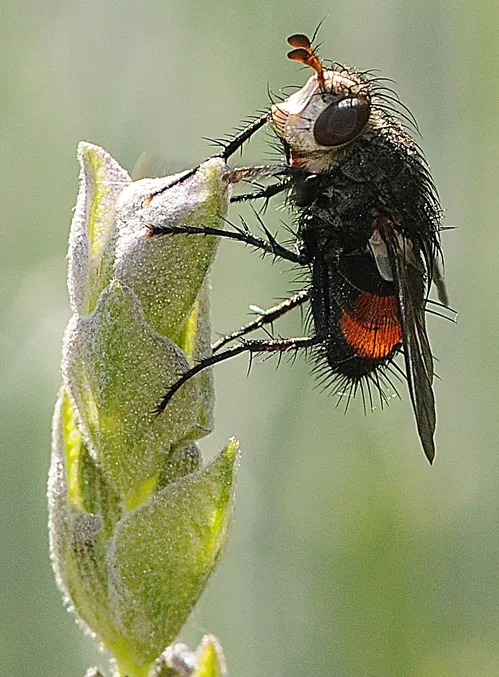 UP ON TOP--A tachinid rests on top of a lavender. This is a female of a Peleteria species, a common genus in southwestern United States. The genus is characterized by two prominent setae in front of the lower part of the eye.(Photo by Kathy Keatley Garvey)