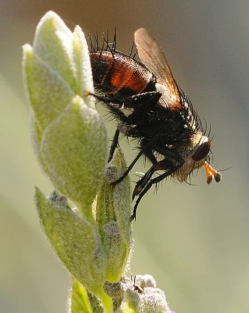 GOING DOWN--The tachinid heads down the lavender. (Photo by Kathy Keatley Garvey)