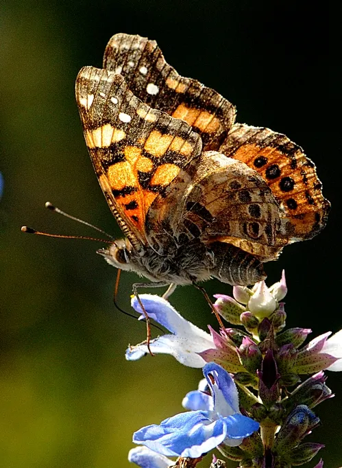 WEST COAST LADY takes sole possession of the sage (Salvia uliginosa). Photo by Kathy Keatley Garvey)