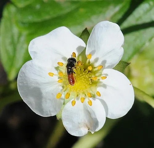 THIS TINY HOVER FLY is nectaring on a strawberry blossom at the Häagen-Dazs Honey Bee Haven, a half-acre bee friendly garden being developed on Bee Biology Road, UC Davis. This hover fly is most likely from the genus Paragus sp., said UC Davis emeritus professor and pollinator specialist Robbin Thorp. (Photo by Kathy Keatley Garvey)