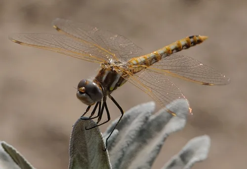 THIS VARIEGATED MEADOWHAWK DRAGONFLY, Sympetrum corrugatum, family Libellulidae, rests on sage at the Häagen-Dazs Honey Bee Haven. (Photo by Kathy Keatley Garvey)
